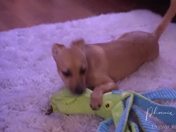 cam girl phoenix_taylor image #2136563