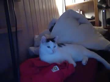 cam man mattherz image #418535