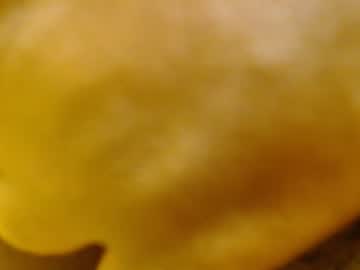 blissful_ebony cam